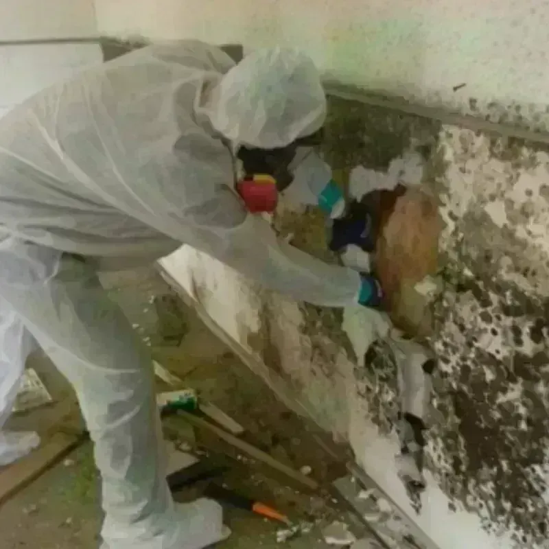 Mold Remediation and Removal in Nanty Glo, PA